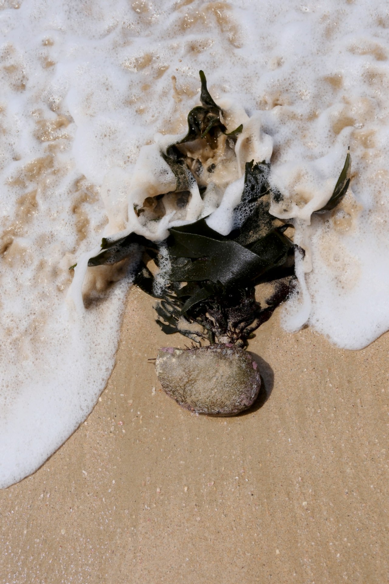 Seaweed and a smooth stone resting in white sea foam on wet sand