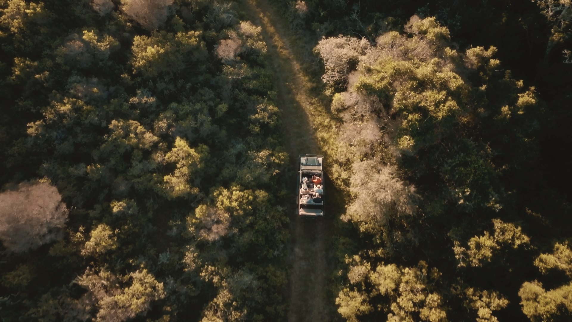 A game-drive vehicle carrying guests along a forest track at golden hour