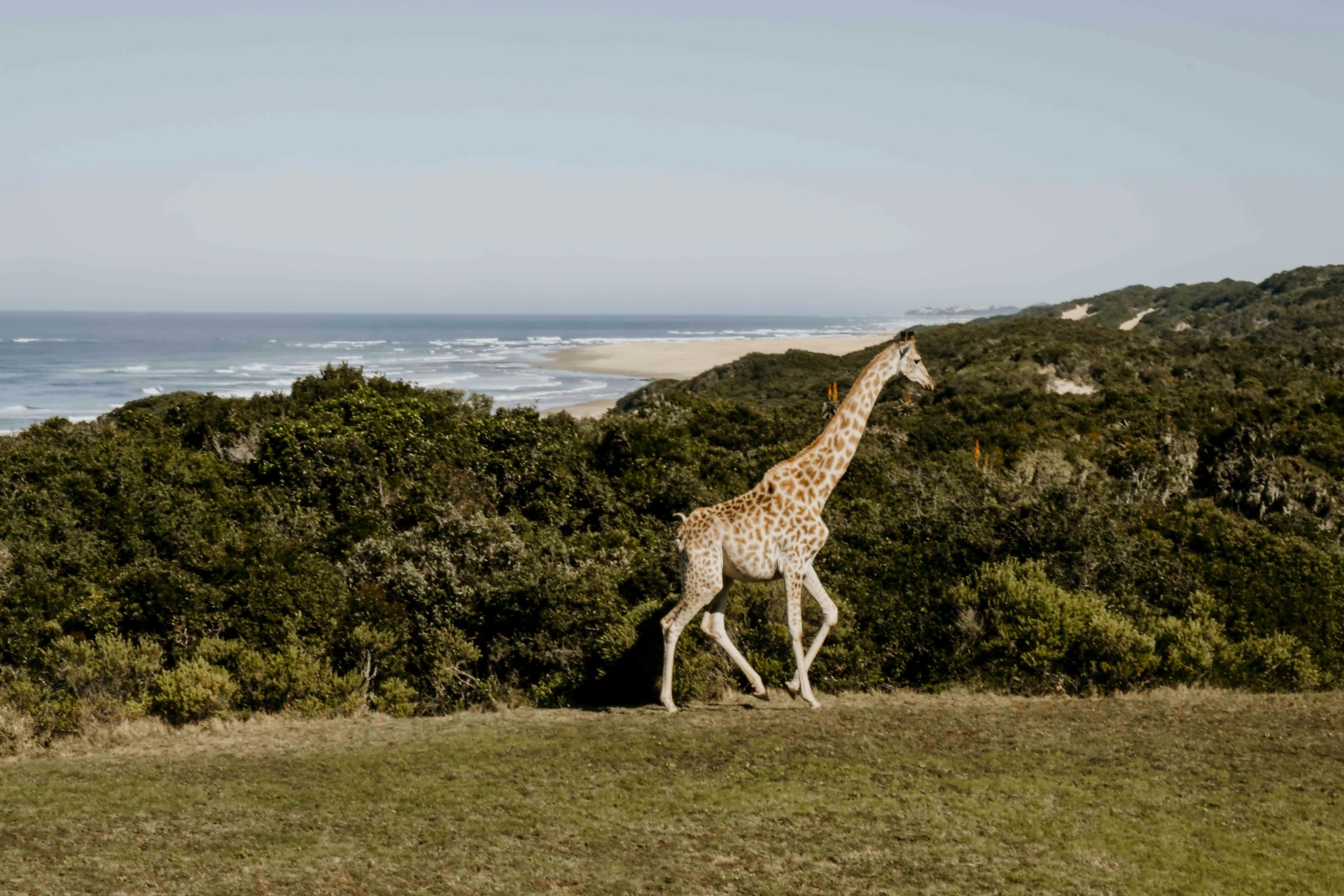 A giraffe crossing a grassy ridge where the coastal bush meets the beach, the Indian Ocean beyond